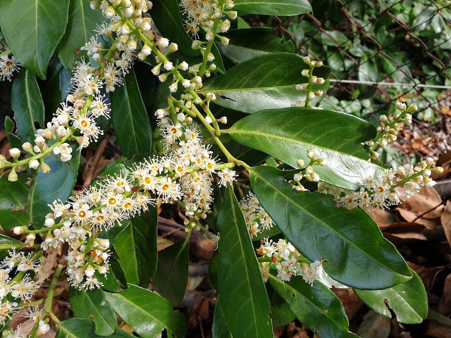 Annexe inflorescence et feuilles.jpeg