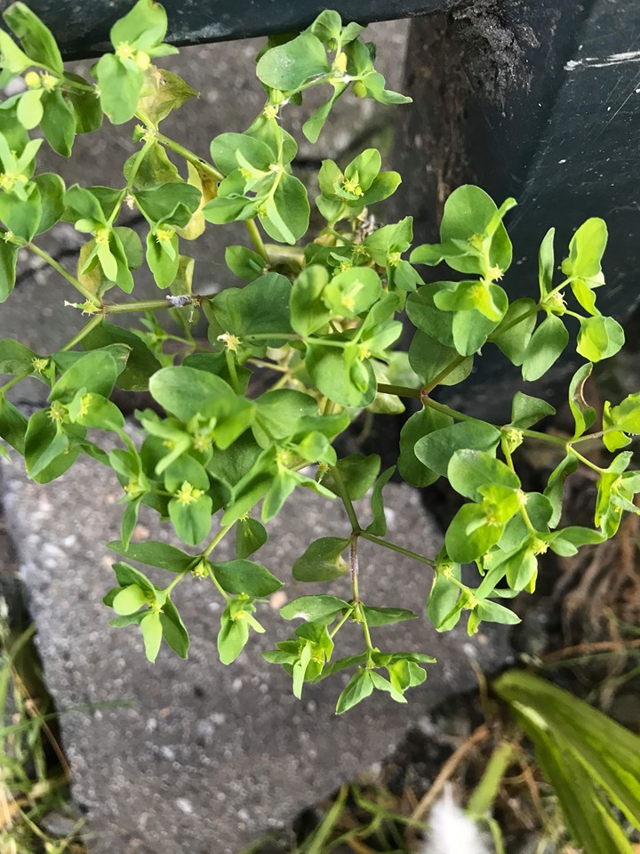 Annexe 90929250_2967963759957344_1121942274867986432_n.jpg