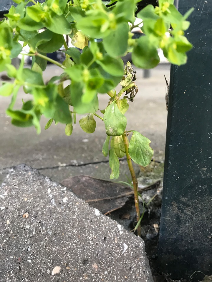 Annexe 91237426_218987812528391_7809651622589497344_n.jpg