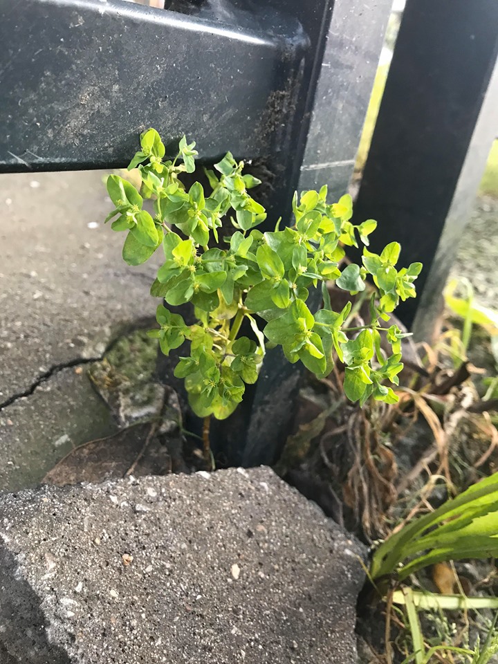 Annexe 91888370_241019237090784_8872463910167379968_n.jpg