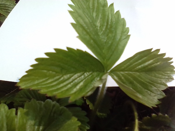 Annexe IMG_20200328_150516.jpg