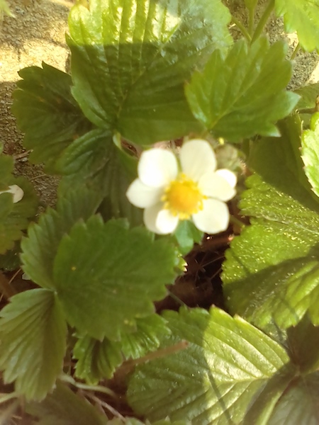 Annexe IMG_20200328_150531.jpg