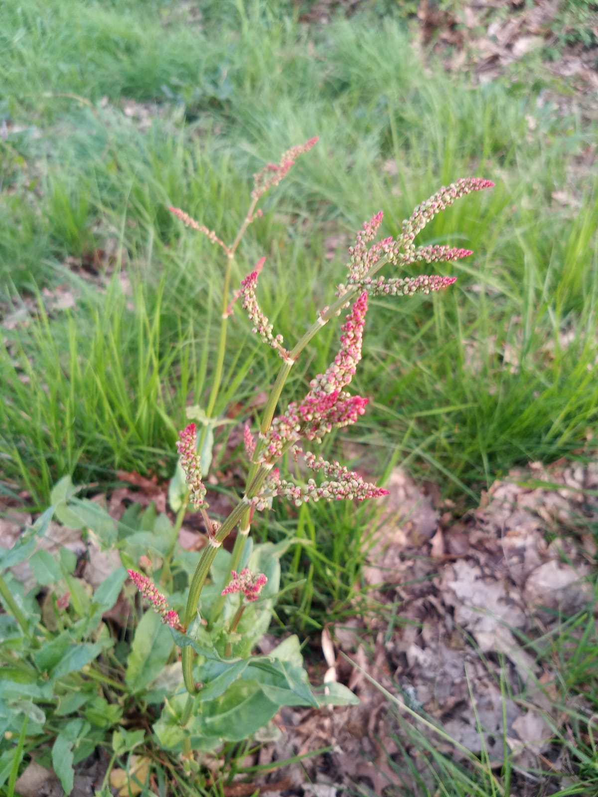 Annexe f937ff82-f070-44dd-936f-2fa1c852b89b.jpeg