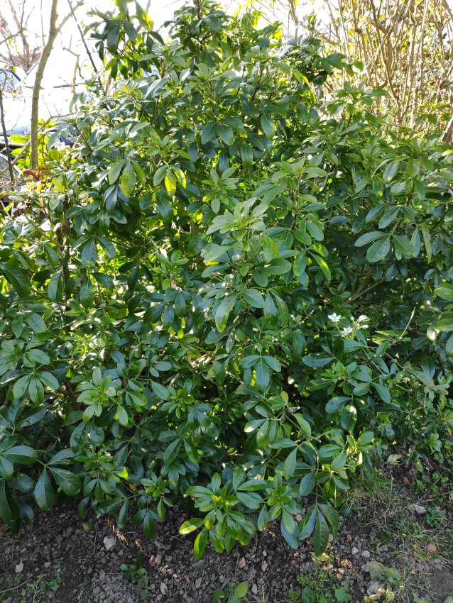 Annexe pierris 1.jpg