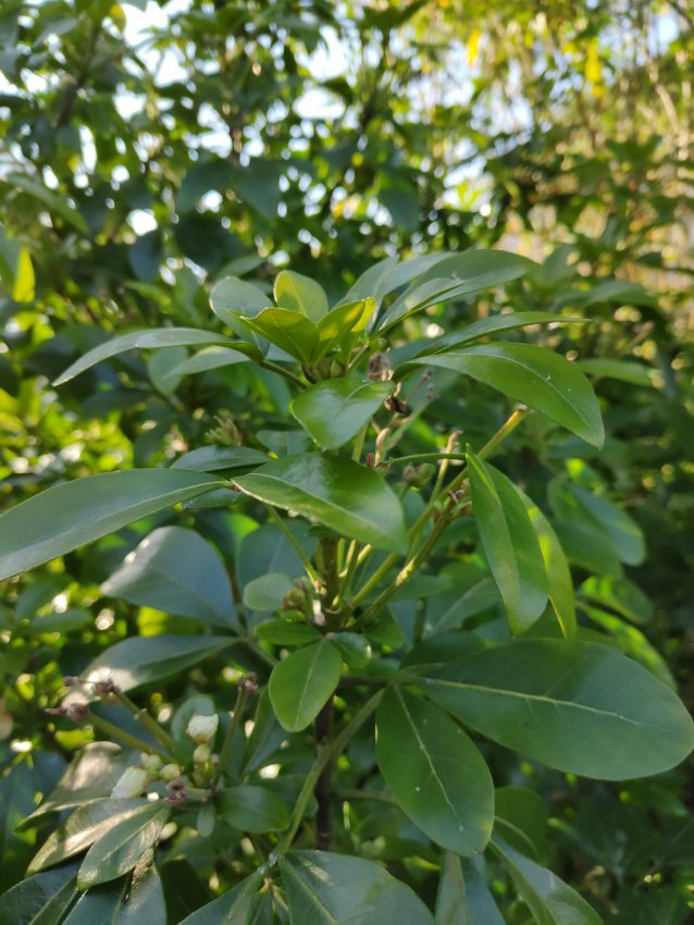 Annexe pierris 2 feuilles.jpg