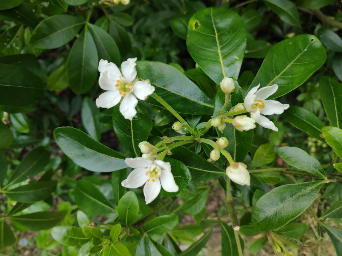 Annexe pierris 3 fleurs.jpg