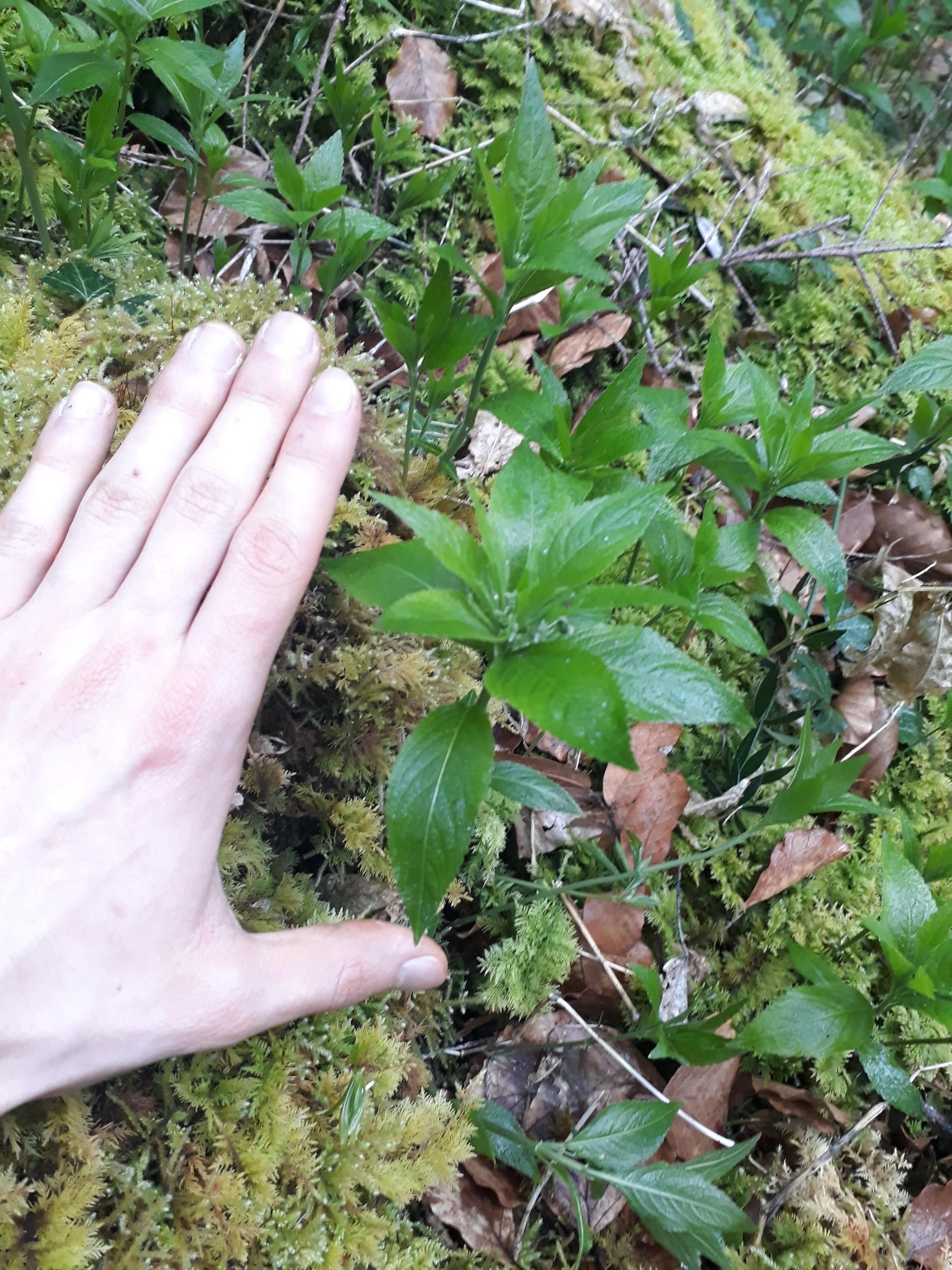 Annexe 20200323_180419-min.jpg