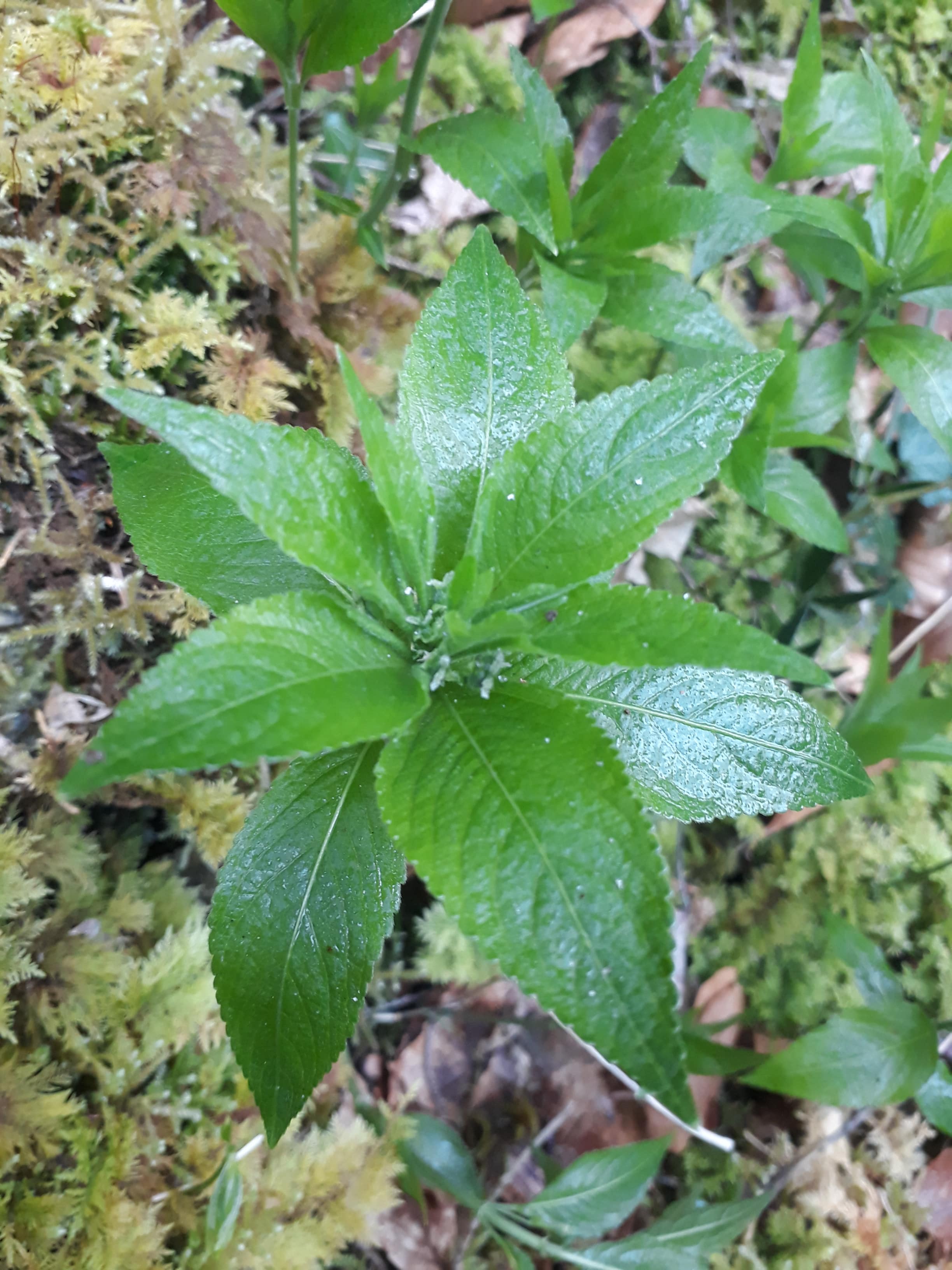 Annexe 20200323_180426-min.jpg