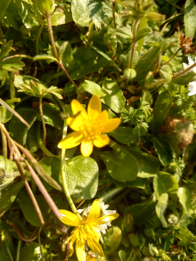 Annexe ficaria verna 1.jpg