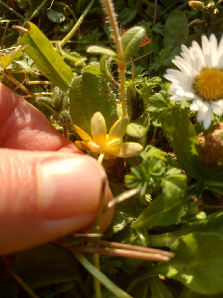 Annexe ficaria verna 2.jpg