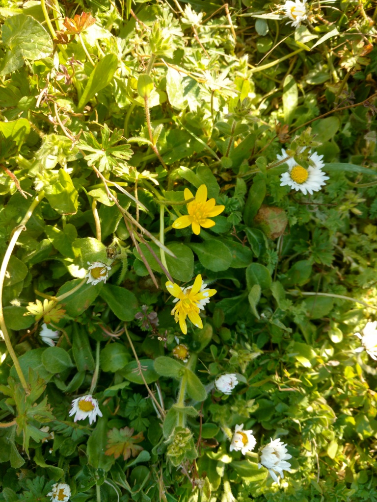 Annexe ficaria verna.jpg