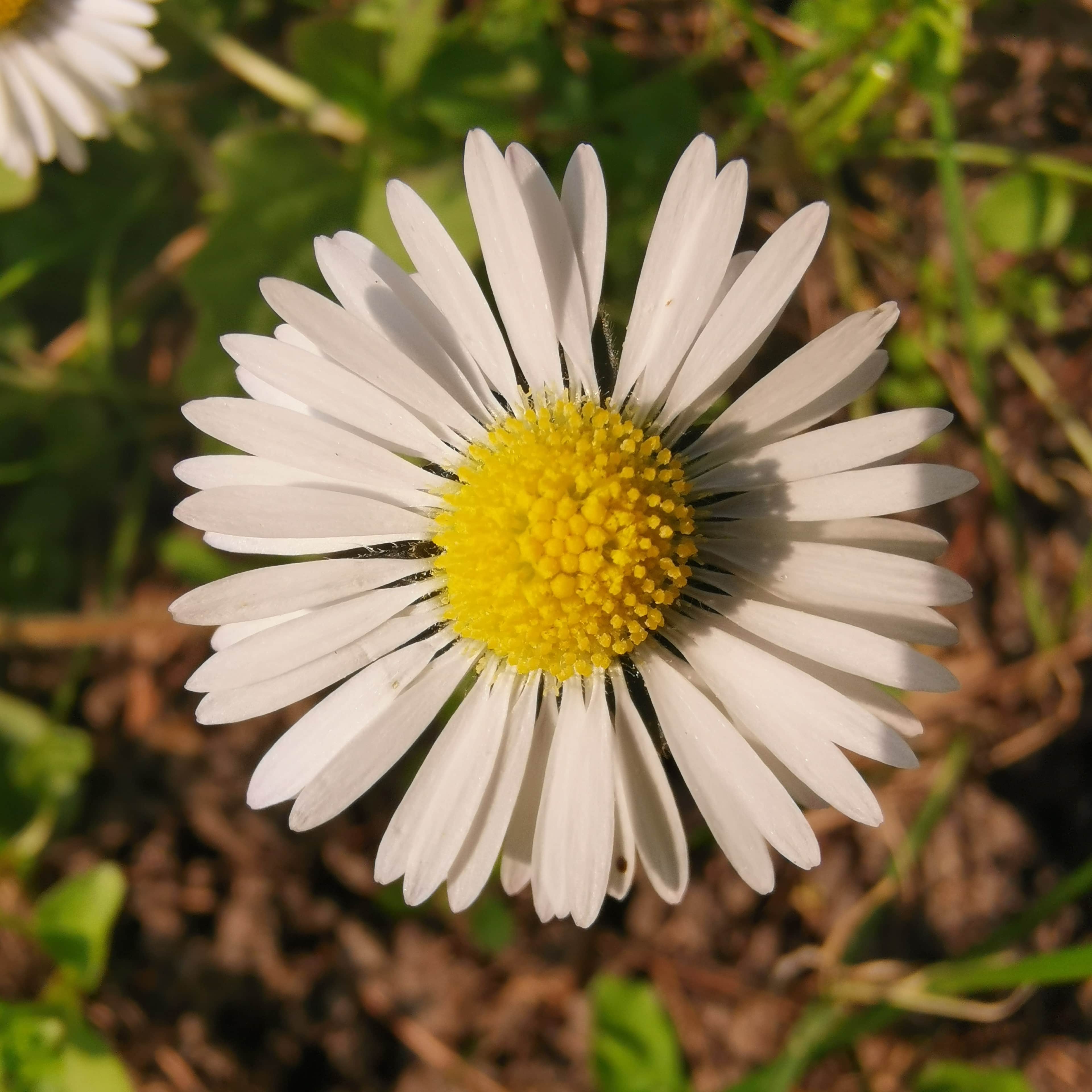 Annexe IMG_20200328_150943_1-min.jpg