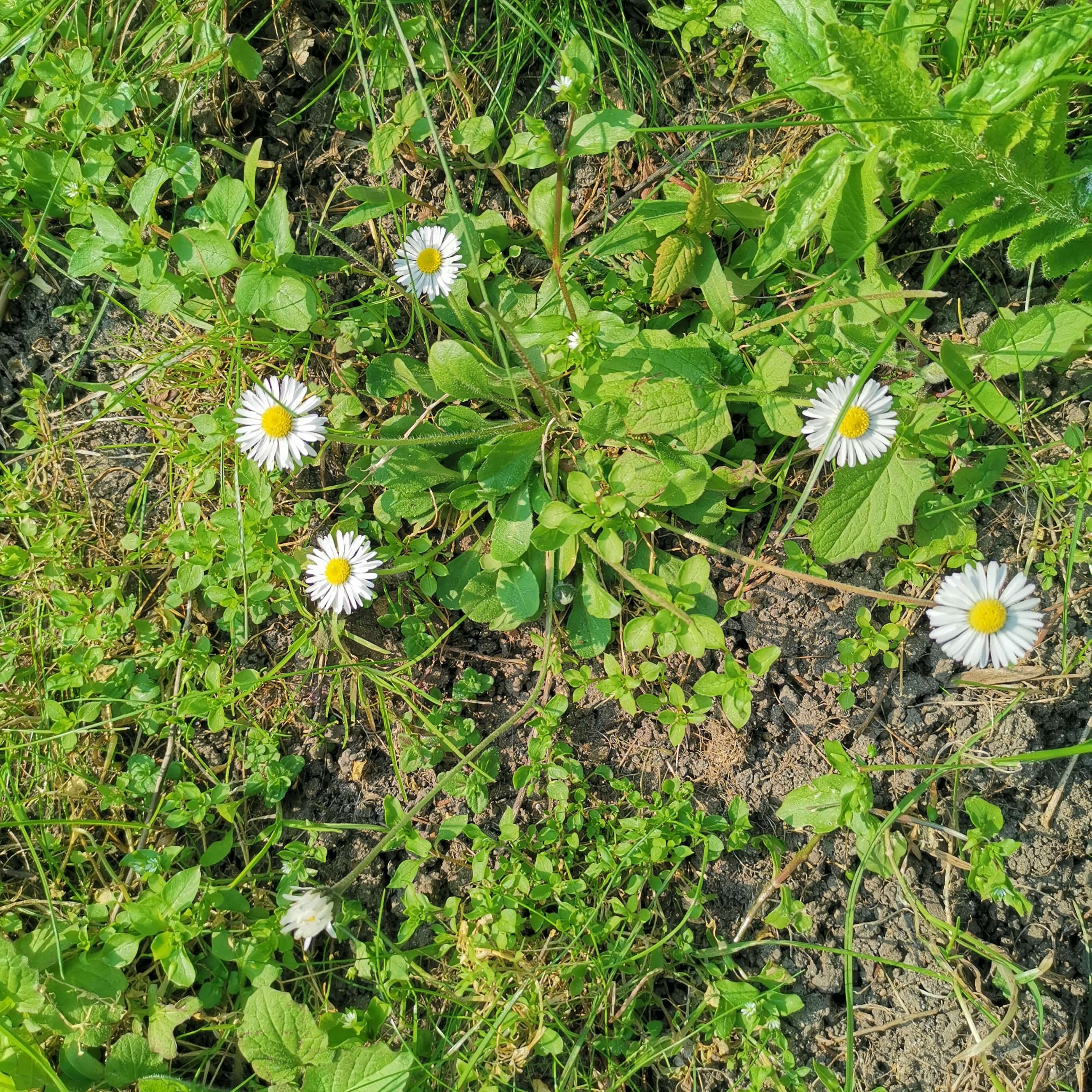 Annexe IMG_20200328_152212-min.jpg