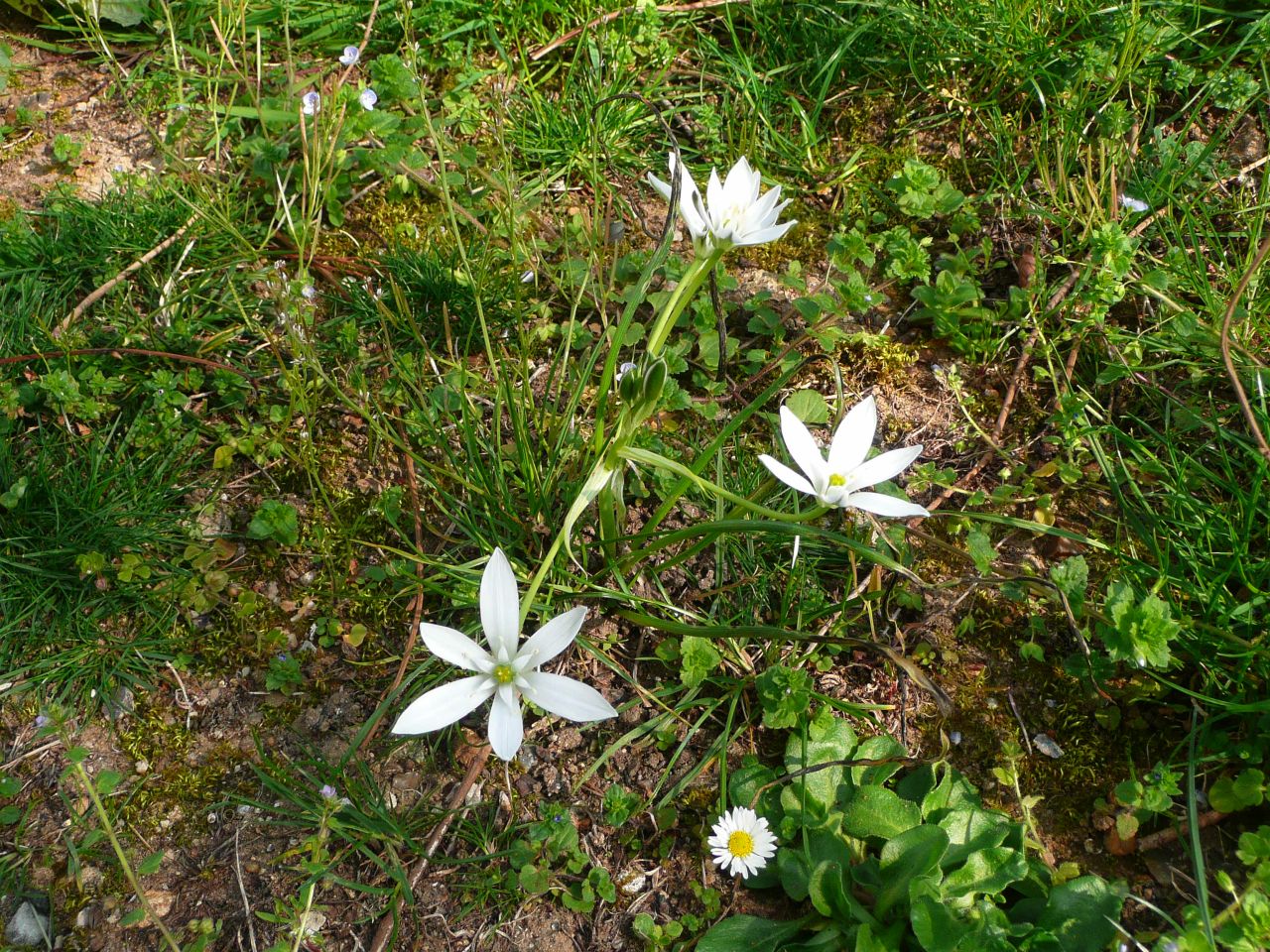 Annexe P1030887B.jpg