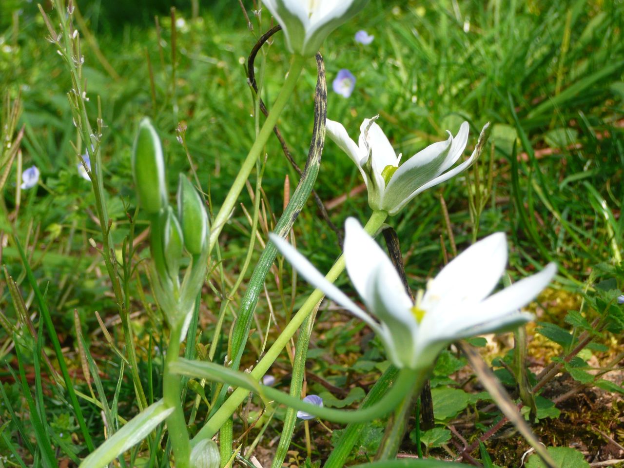 Annexe P1030889B.jpg