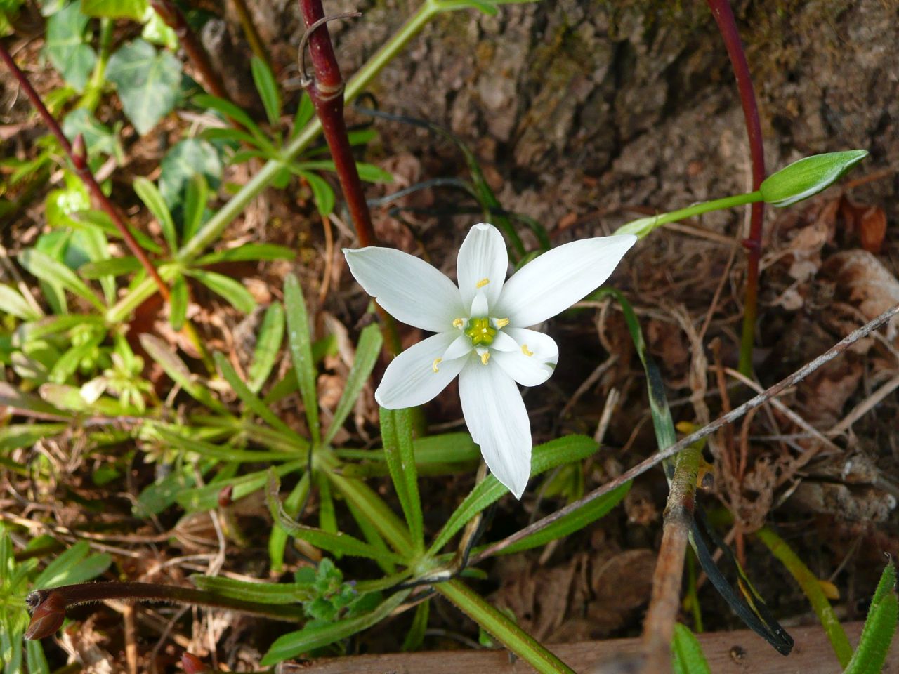 Annexe P1030892B.jpg