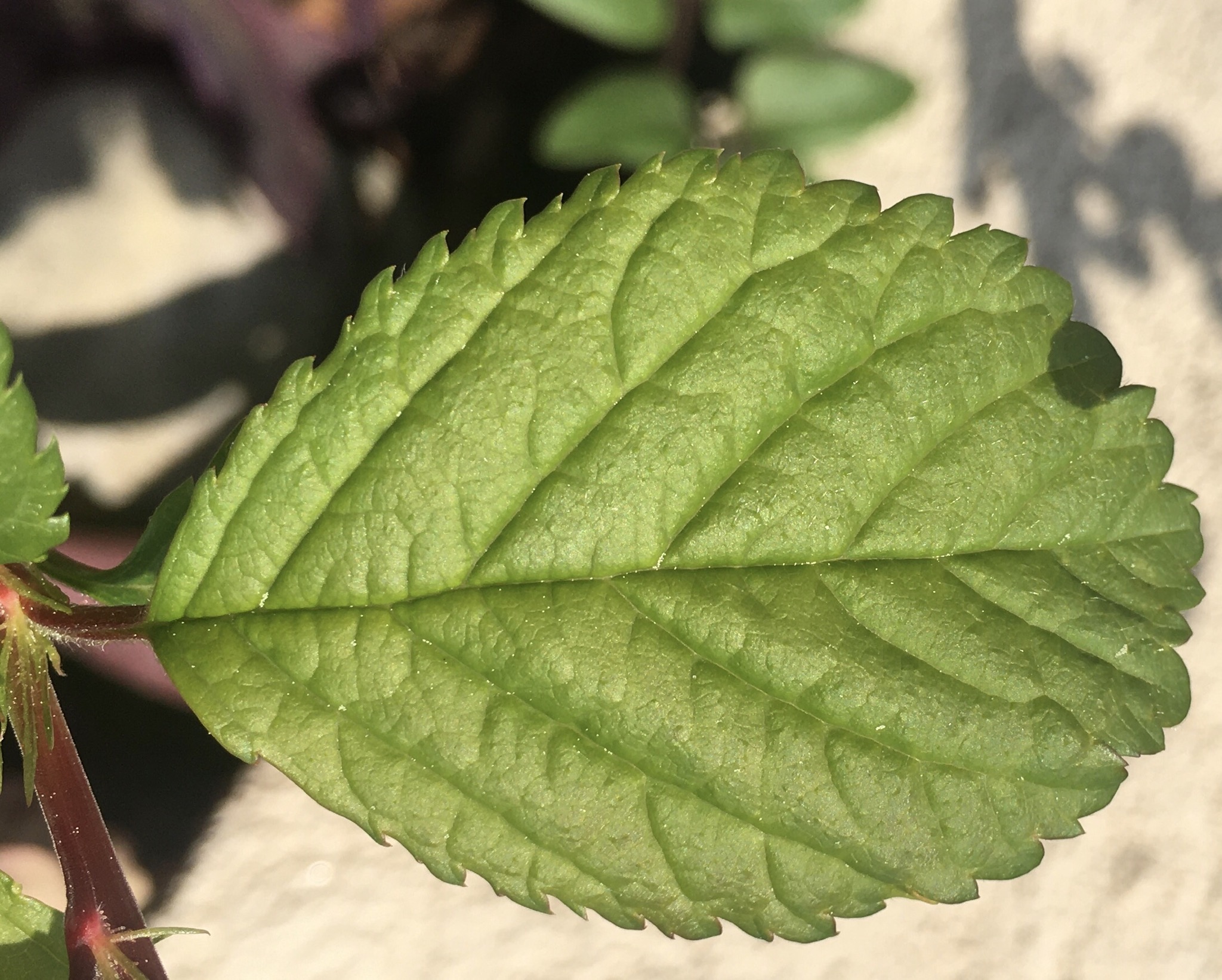 Annexe 9030761F-DA3B-4C34-878E-56C73C9607AB.jpeg