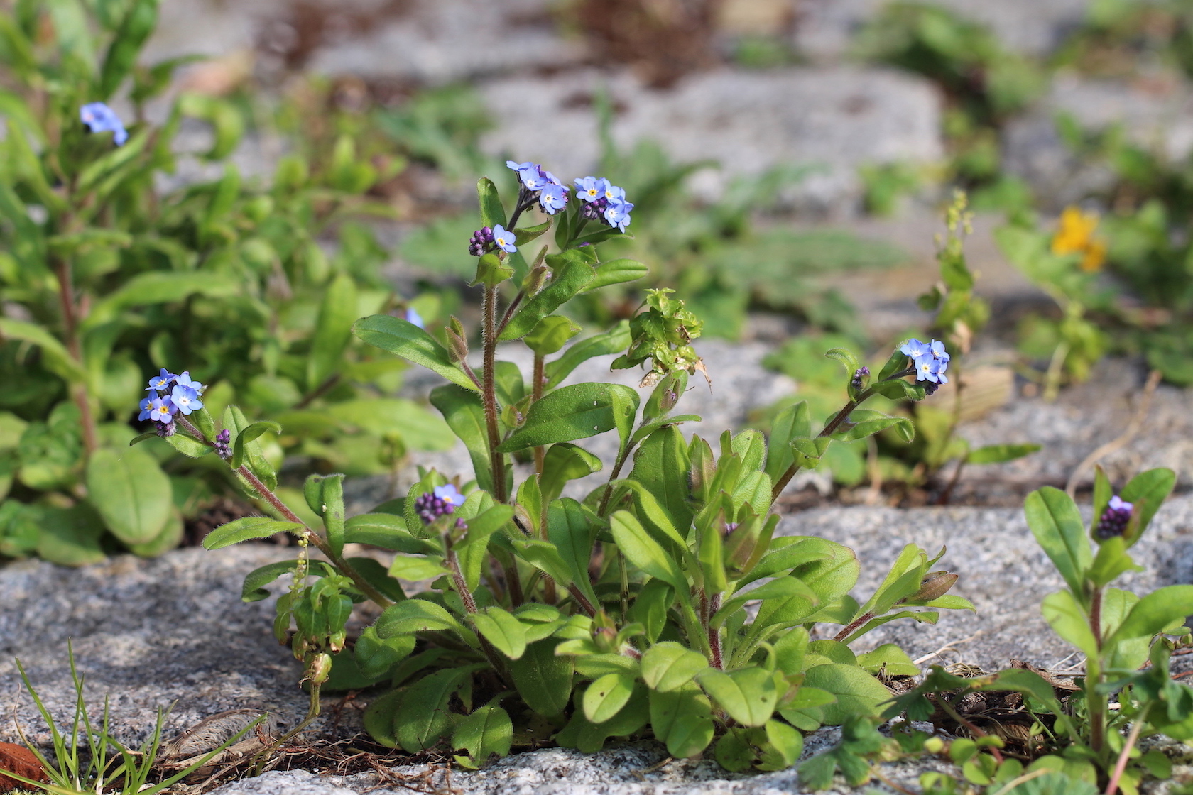 Annexe Myosotis_1.JPG