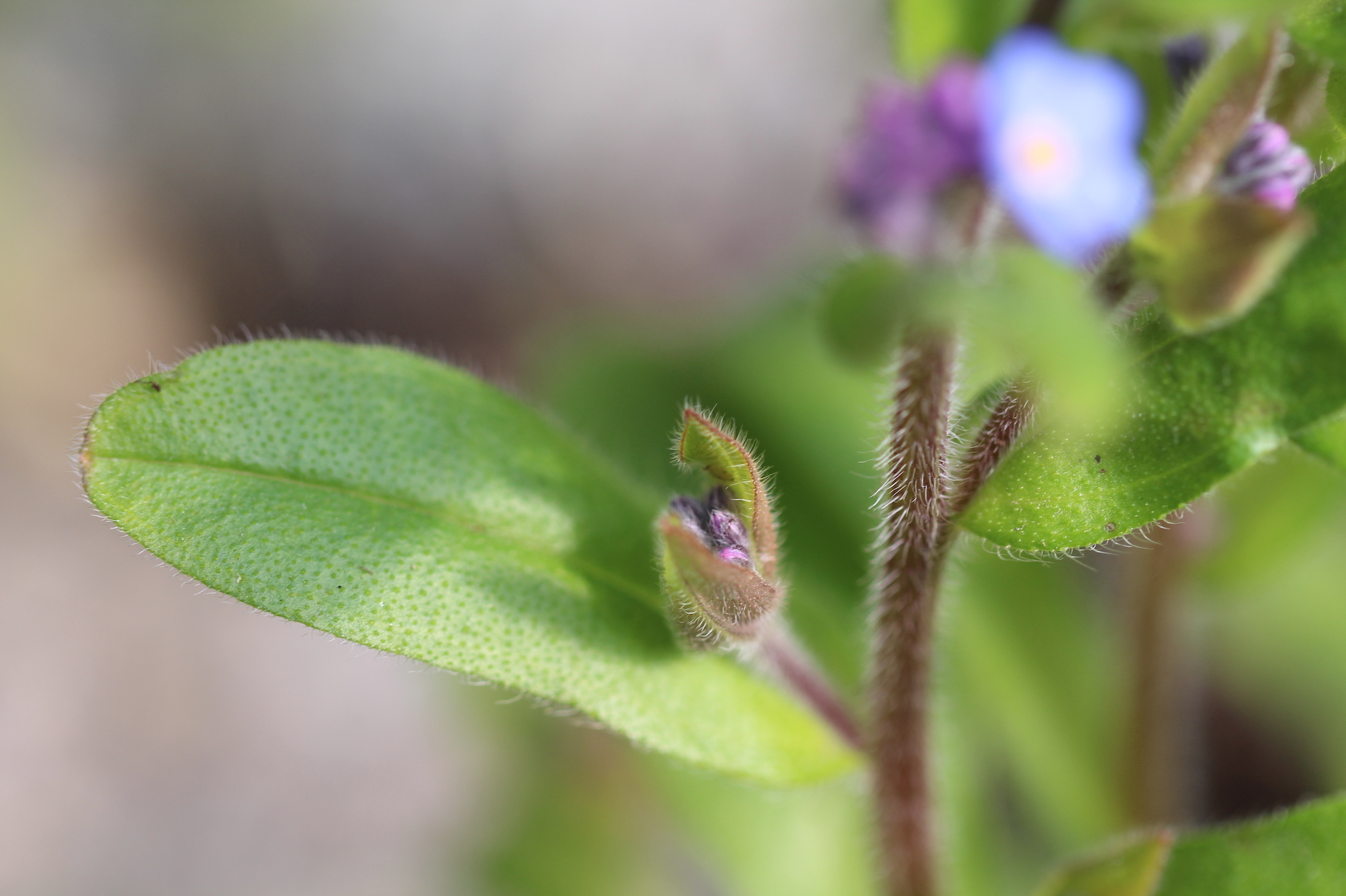 Annexe Myosotis_3.JPG