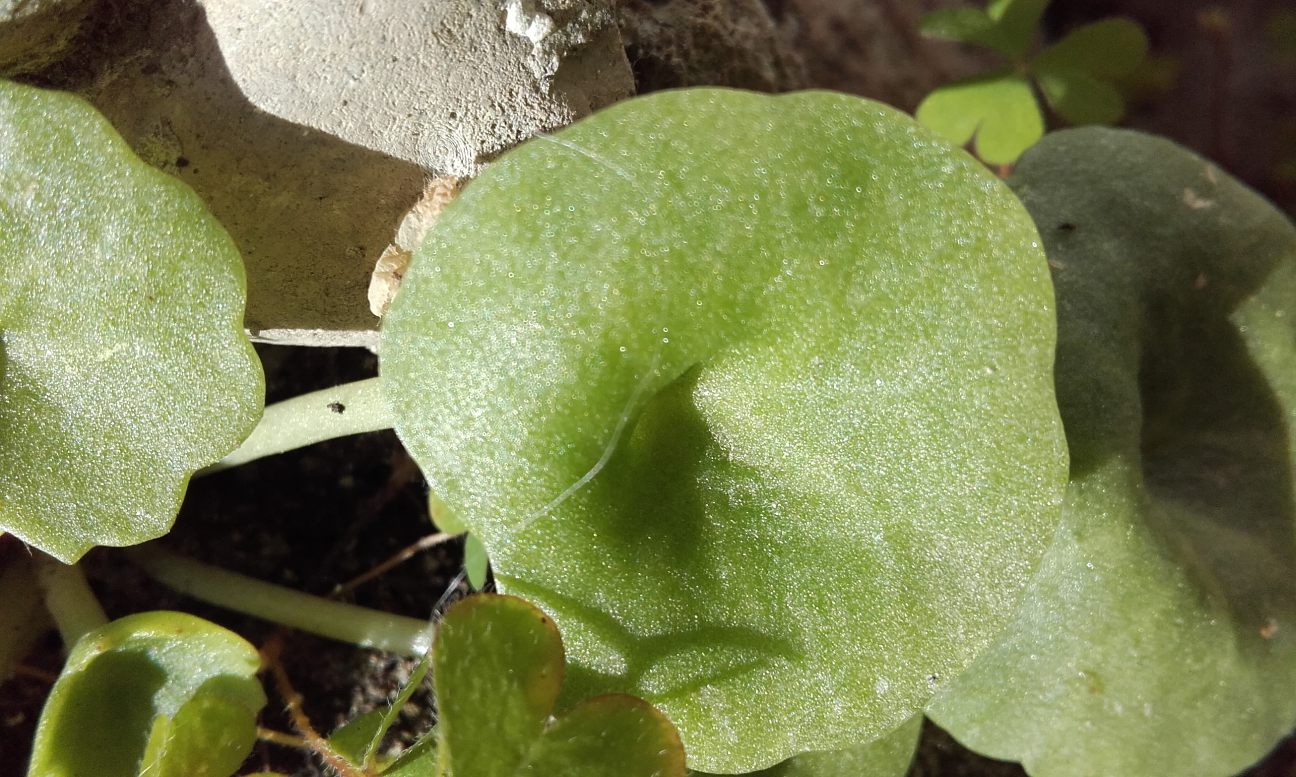 Annexe Feuille de nombril de Vénus.jpg