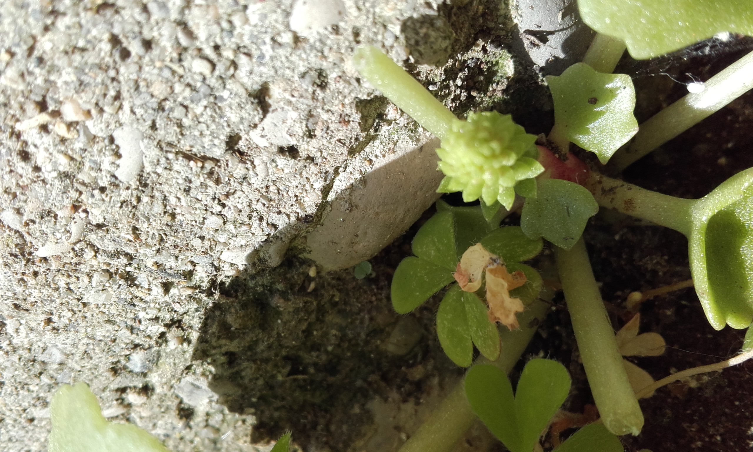 Annexe Fleur de nombril de Vénus.jpg