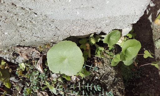 Annexe Vue densemble de nombril de Vénus.jpg