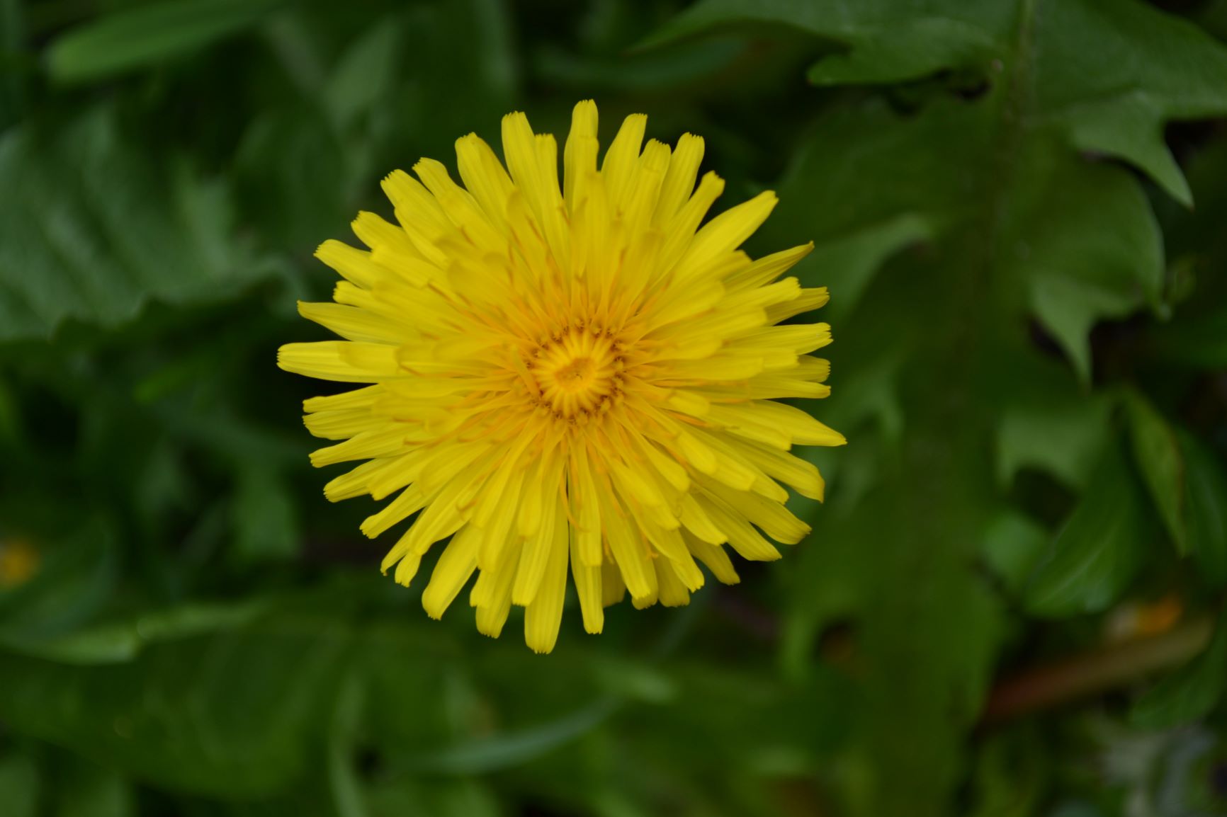 Annexe Fleur de pissenlit.JPG