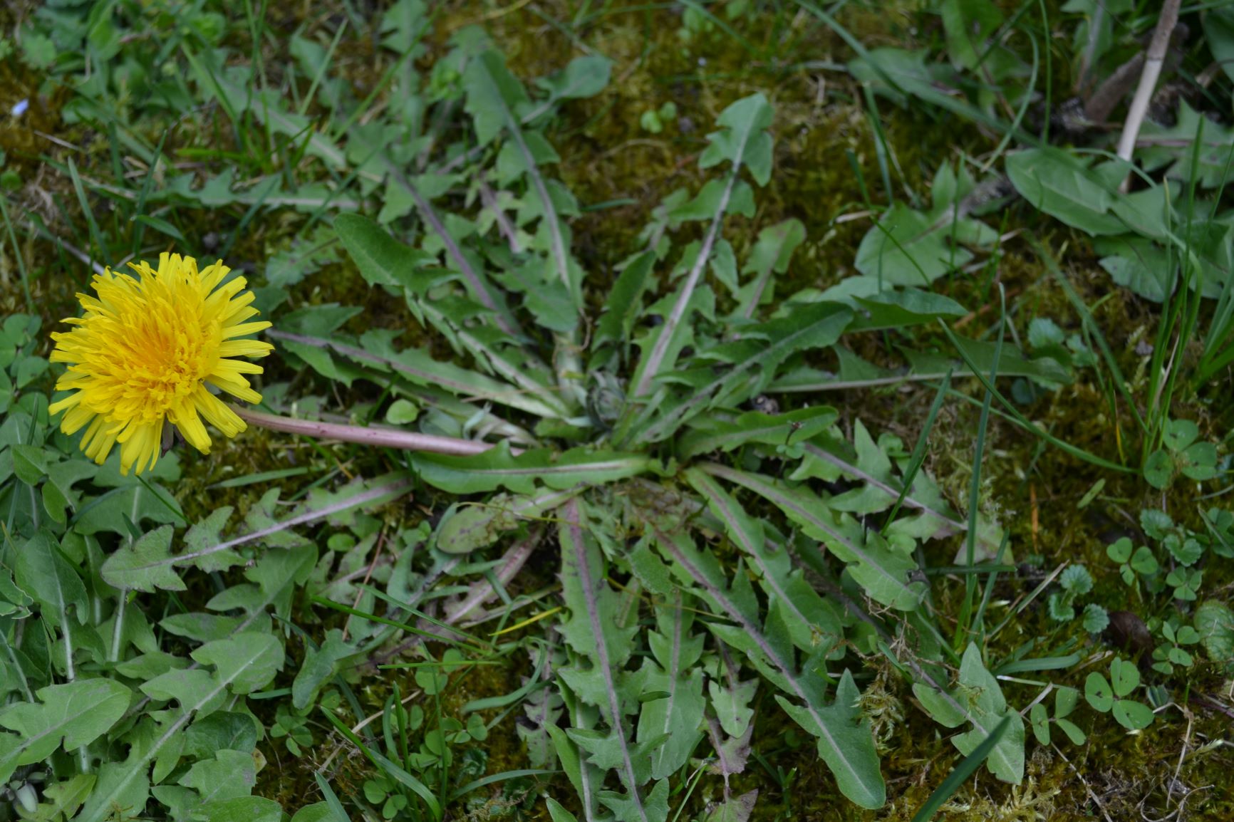 Annexe Vue globale pissenlit.JPG