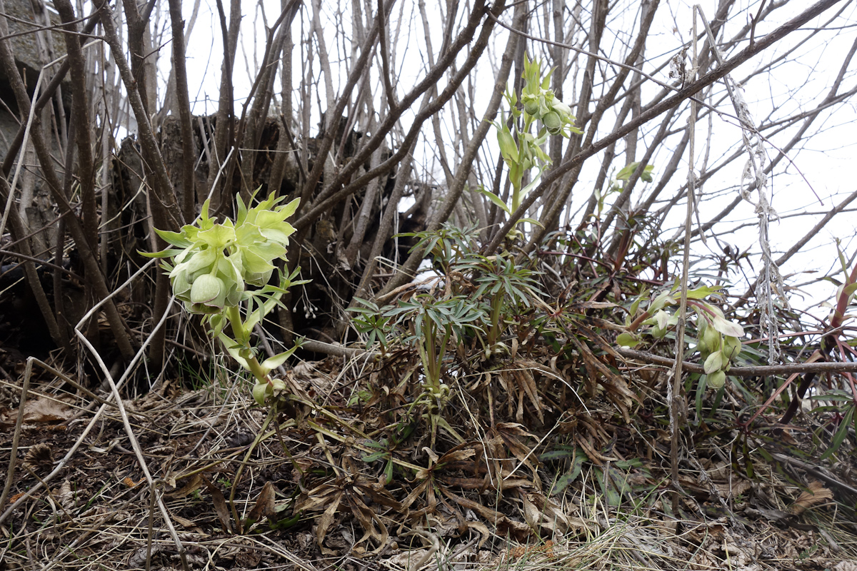 Annexe hellebore-2.jpg