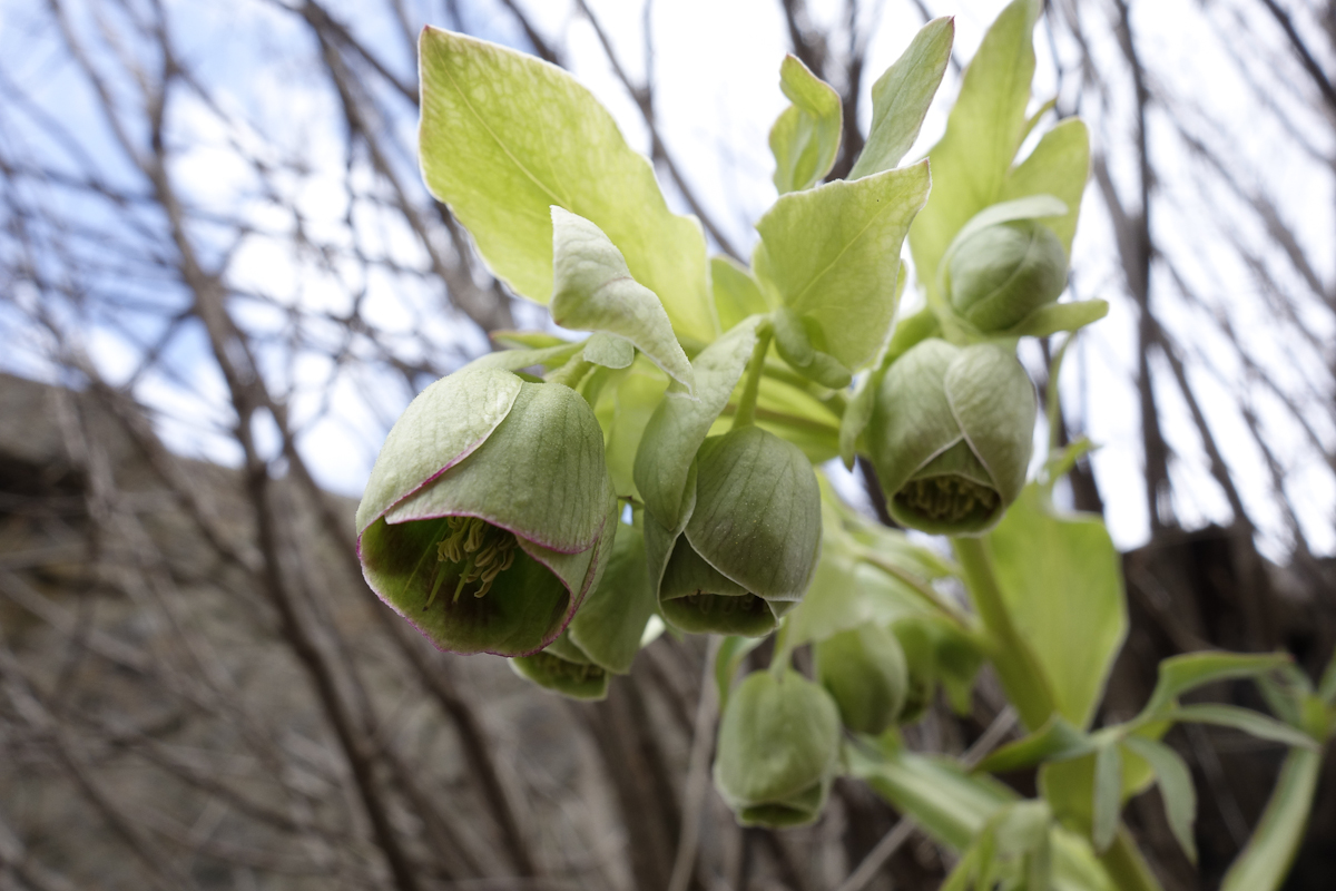 Annexe hellebore-3.jpg