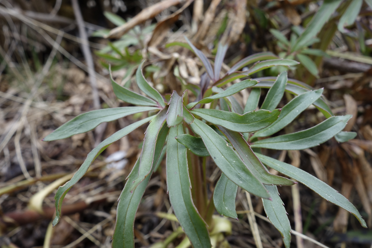 Annexe hellebore-5.jpg