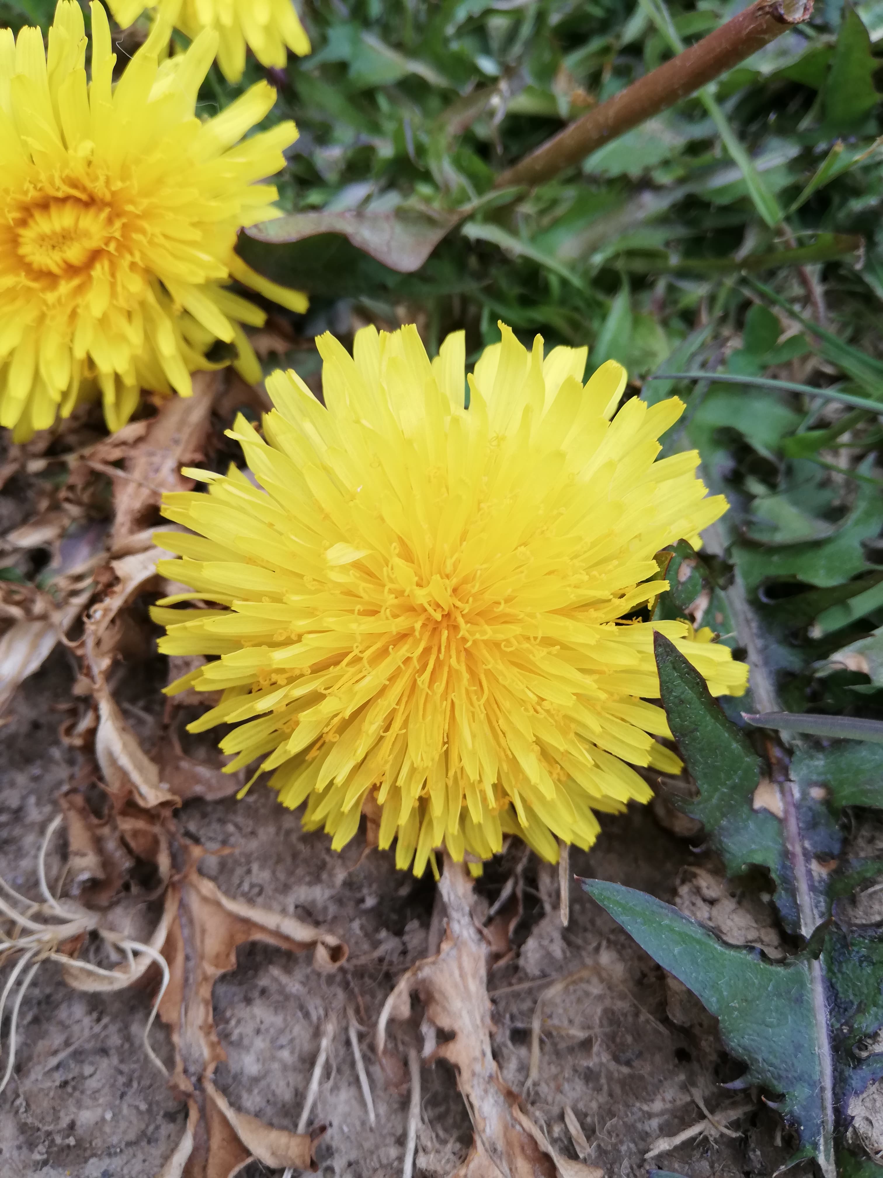 Annexe 91565547_217804446110215_5581489346101379072_n.jpg