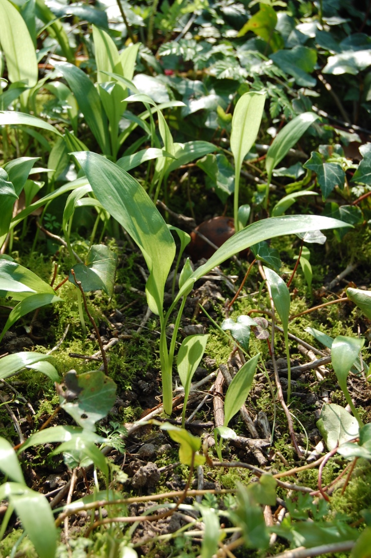 Annexe aildesours1.jpg