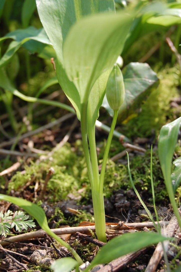 Annexe aildesours2.jpg