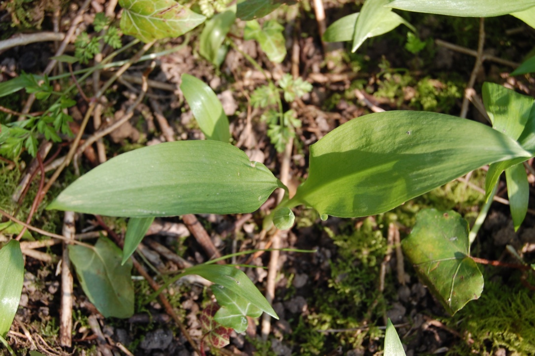 Annexe aildesours3.jpg