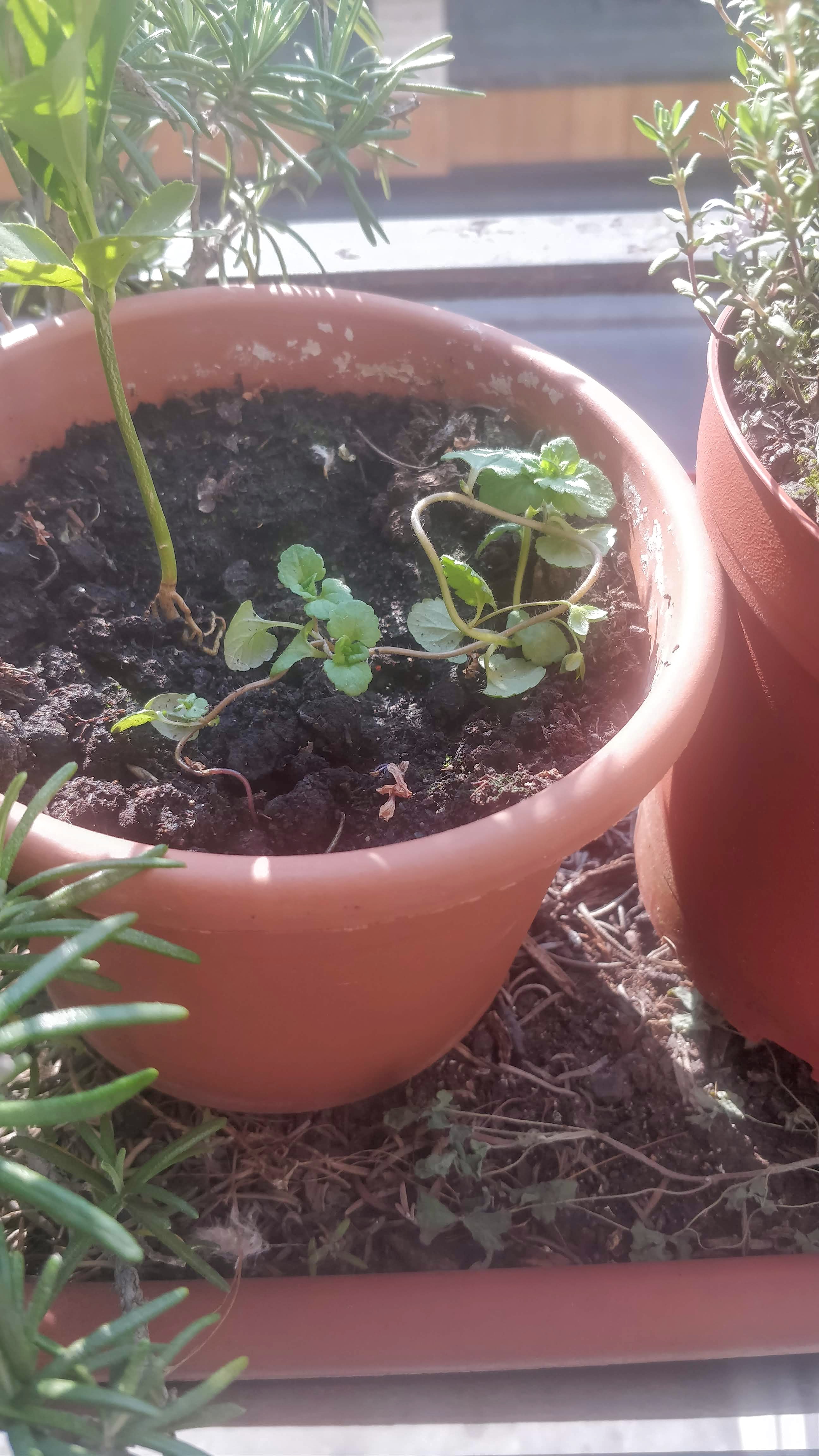 Annexe IMG_20200328_152354.jpg