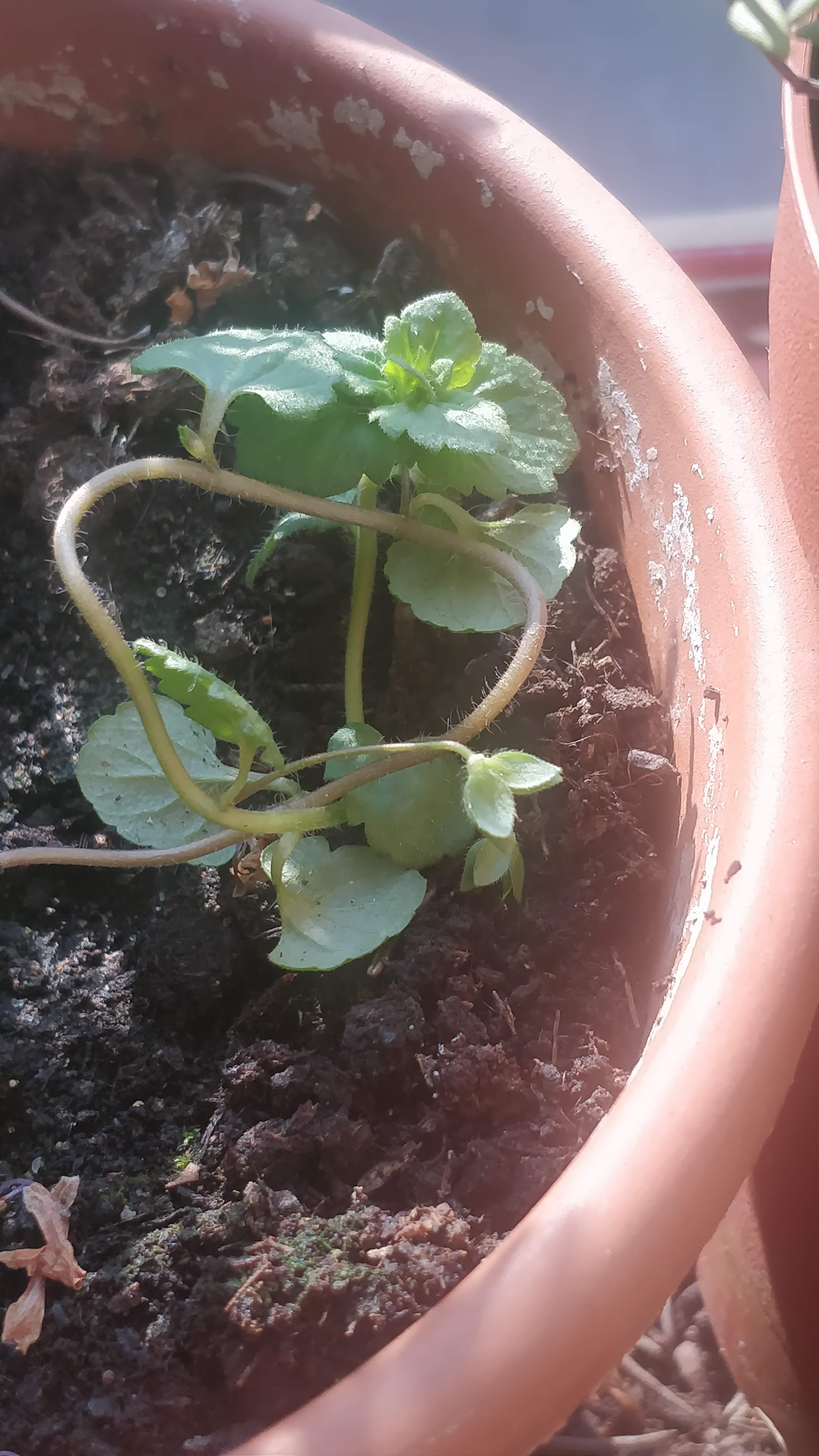 Annexe IMG_20200328_152408.jpg