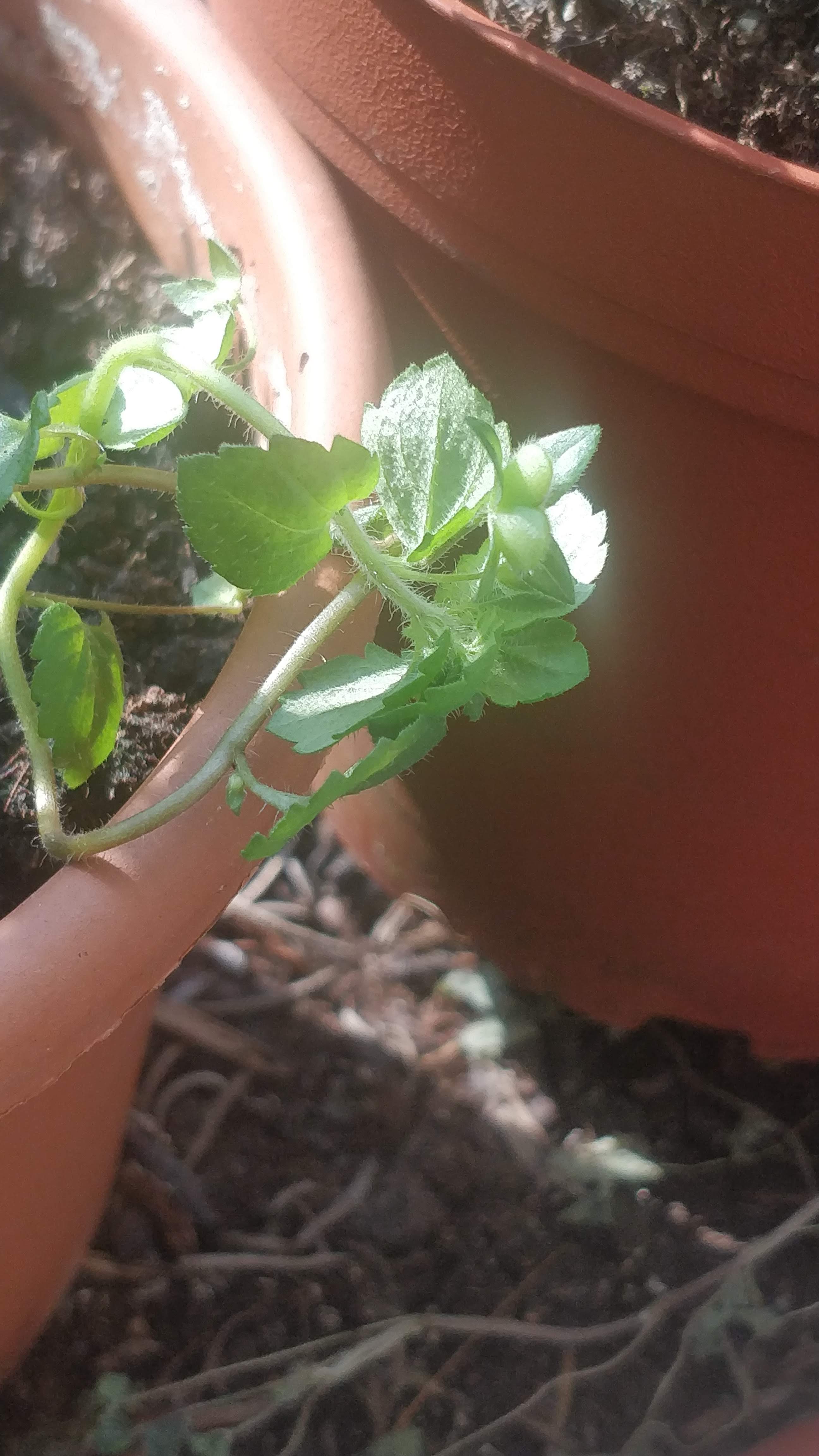 Annexe IMG_20200328_152440.jpg