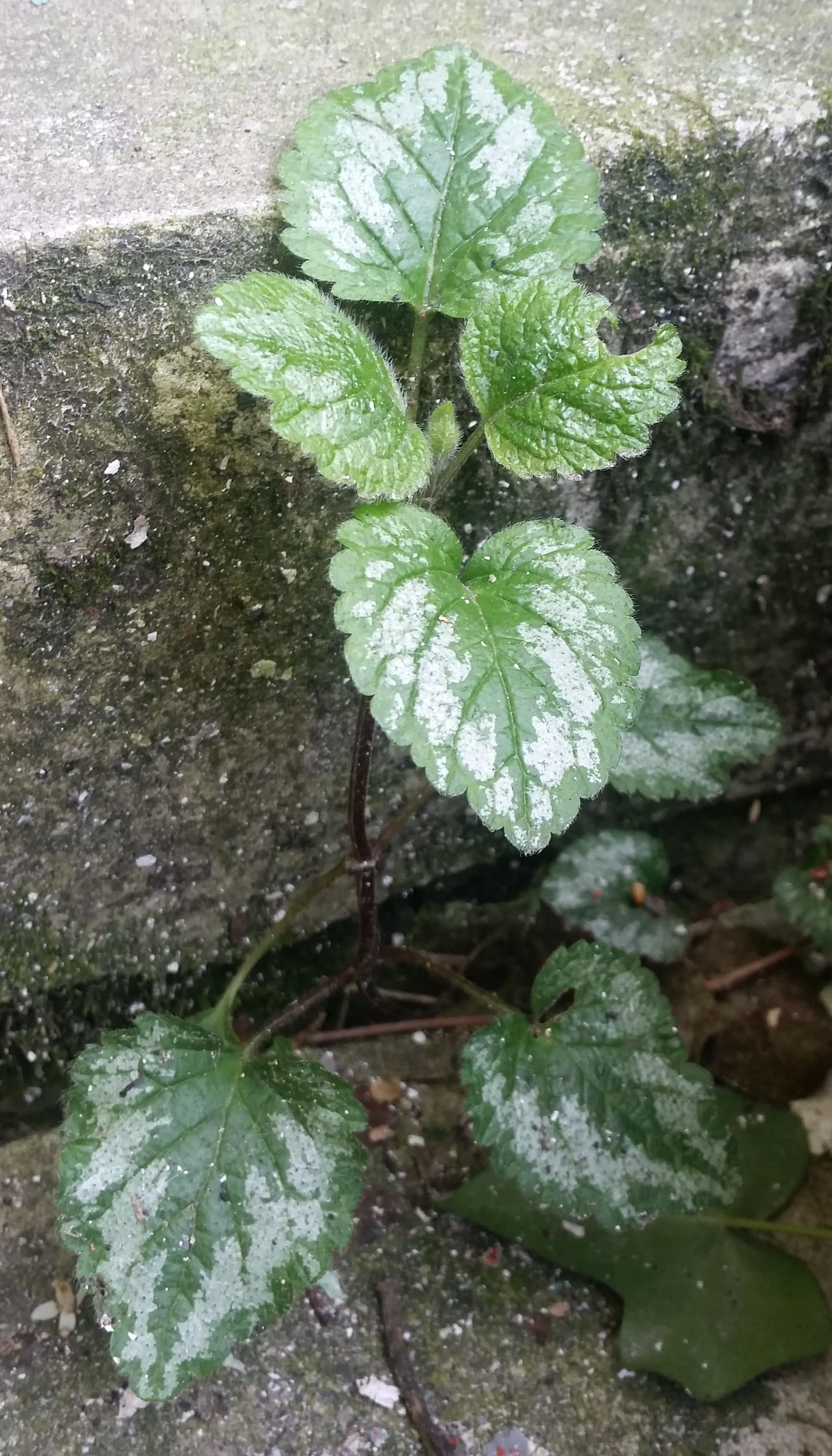 Annexe 20200328_154904-min-min.jpg