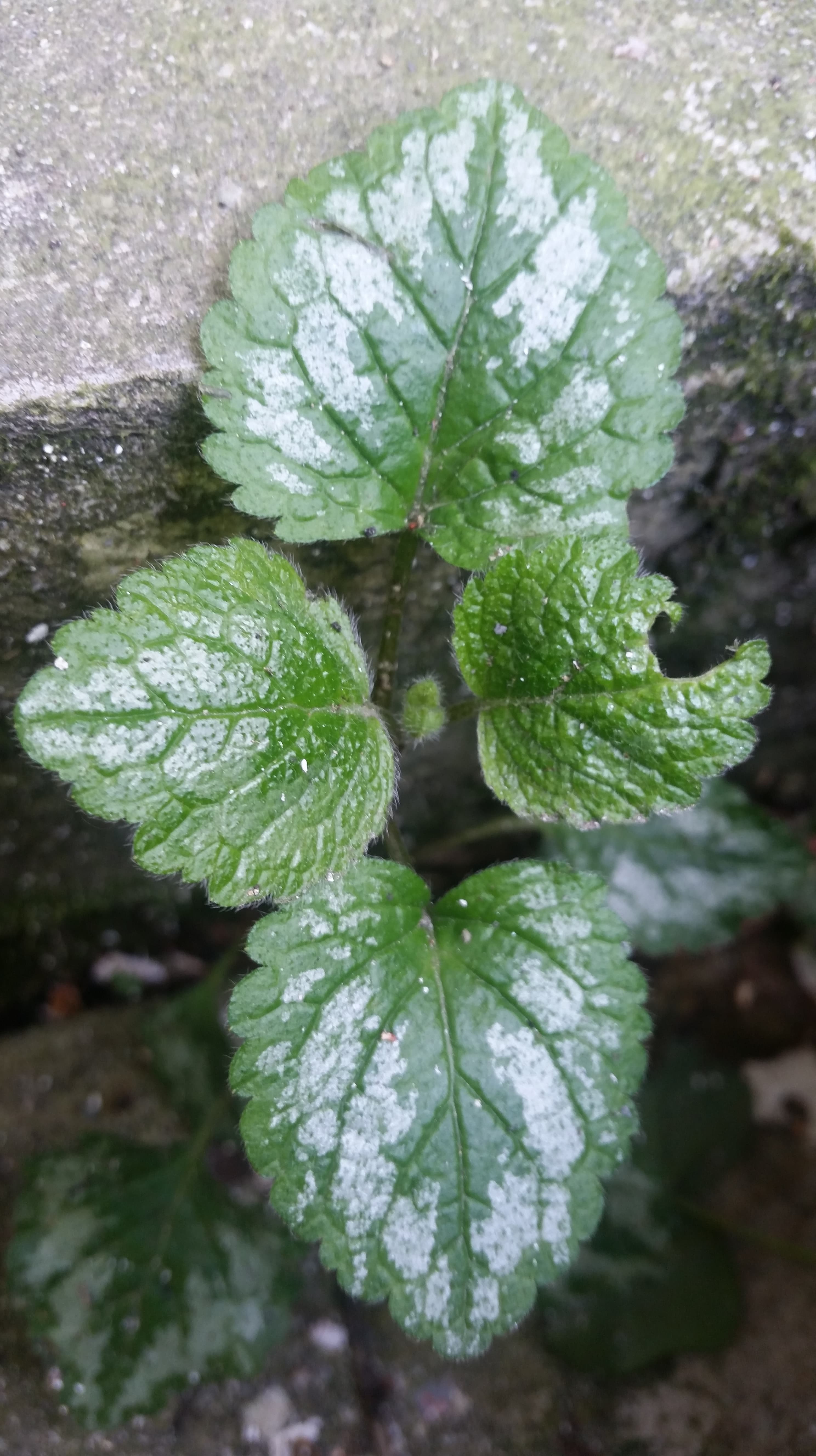 Annexe 20200328_155013-min.jpg