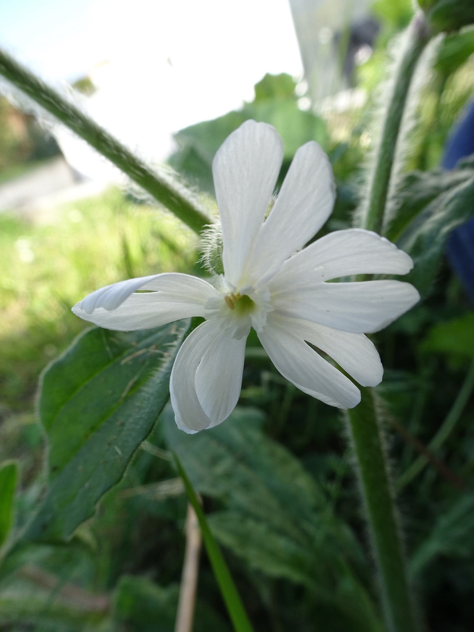 Annexe SILENE LATIFOLIA (1).JPG