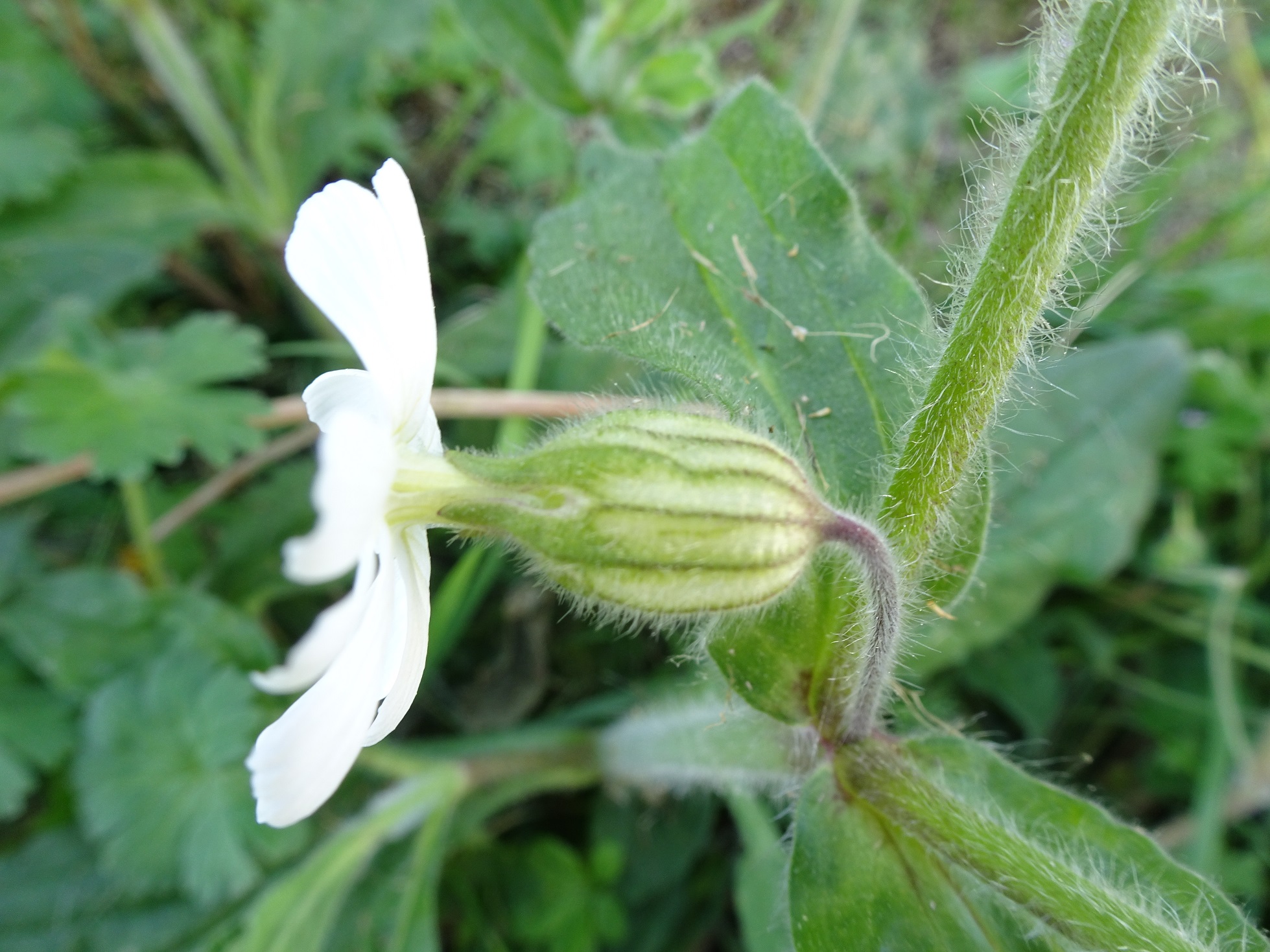 Annexe SILENE LATIFOLIA 2.JPG