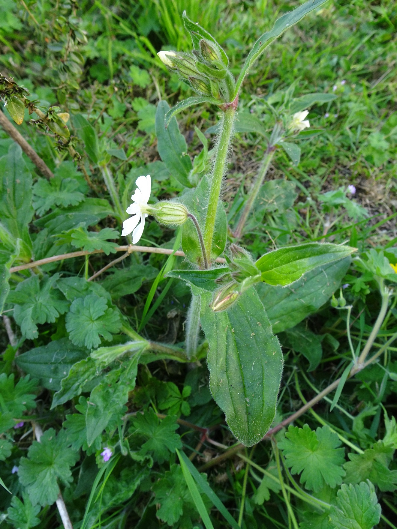 Annexe SILENE LATIFOLIA.JPG