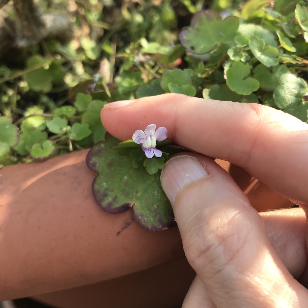 Annexe UNADJUSTEDNONRAW_thumb_36c1.jpg