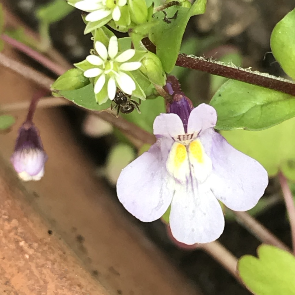 Annexe UNADJUSTEDNONRAW_thumb_36c4.jpg