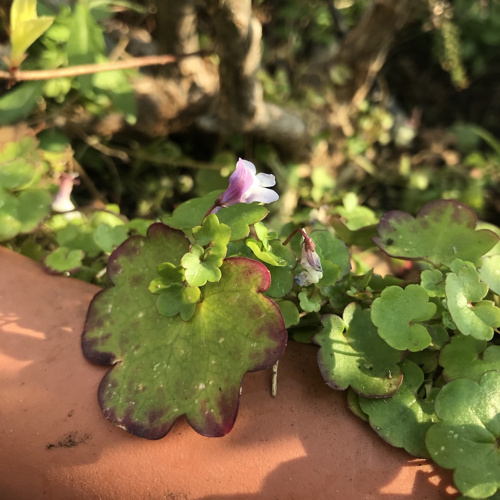 Annexe UNADJUSTEDNONRAW_thumb_36c7.jpg