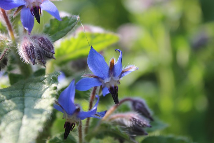 Annexe IMG_8627a.jpg