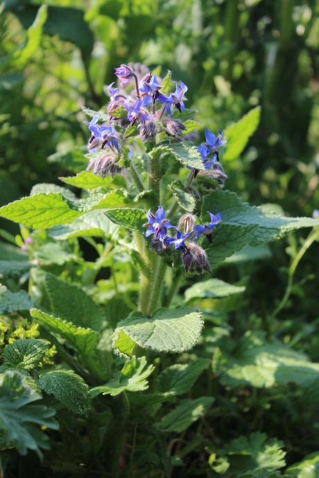 Annexe IMG_8628a.jpg