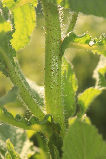 Annexe IMG_8639a.jpg