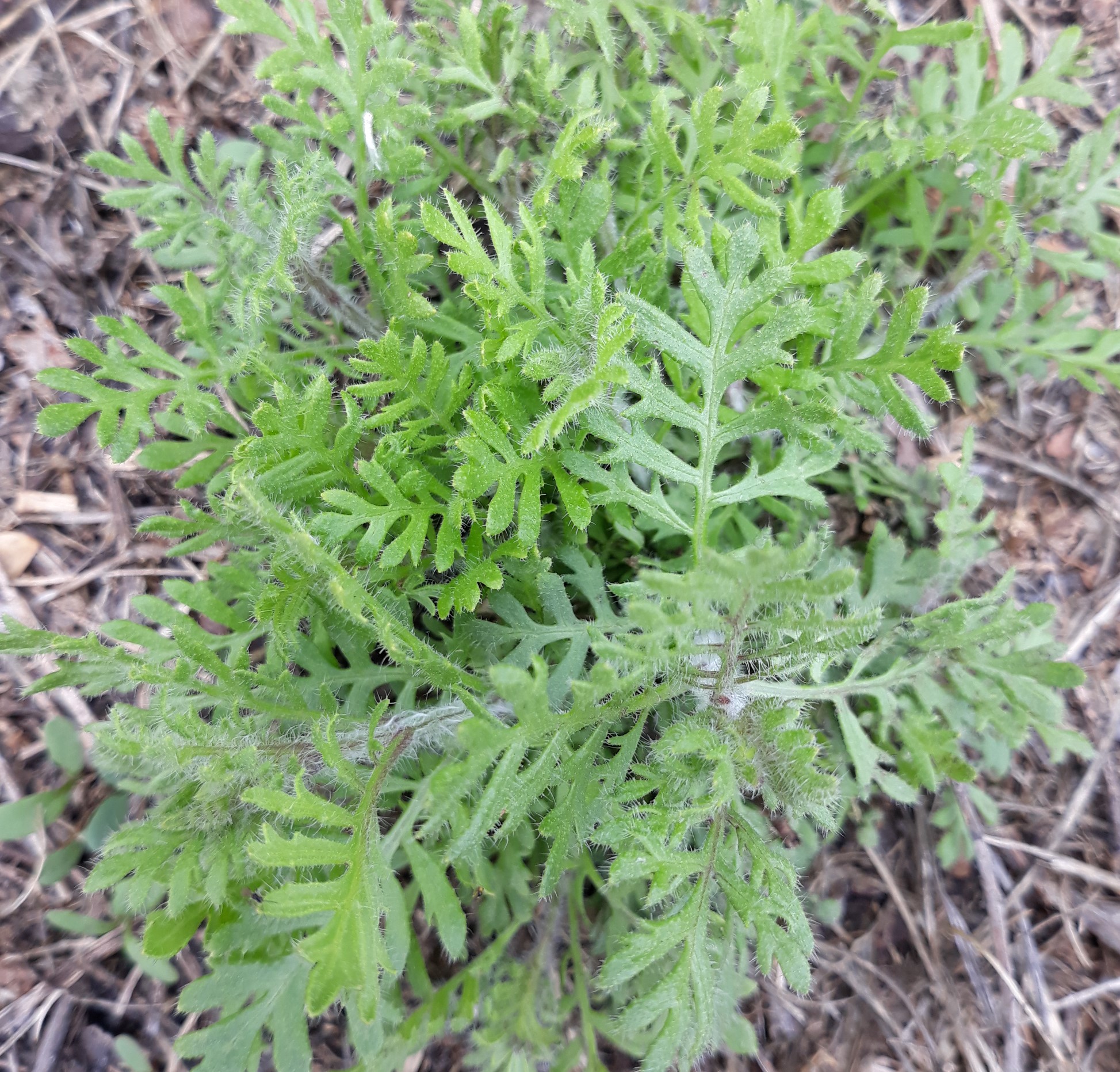 Annexe 20200328_142637.jpg